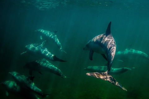 Kangaroo Island Ocean Safari - Snorkeling Safari - Holiday Adelaide 2