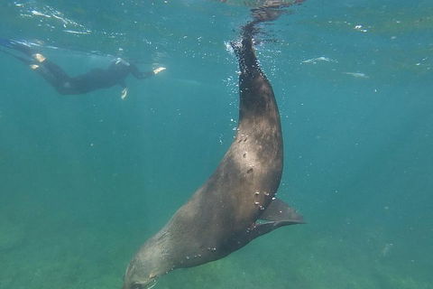 Kangaroo Island Ocean Safari - Snorkeling Safari - Holiday Adelaide 3