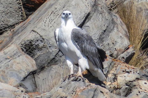 Kangaroo Island Ocean Safari - Snorkeling Safari - Holiday Adelaide 4