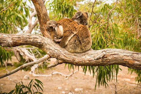 10 Day Perth To Adelaide Private Tour - The Great Australian Wilderness Journey - Holiday Adelaide 4