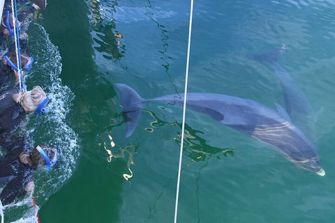 Dolphin Cruise From Adelaide With Optional Dolphin Swim - Holiday Adelaide 0