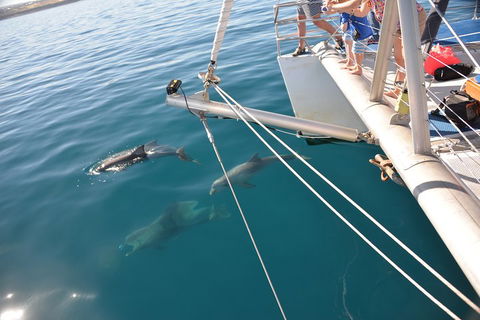 Dolphin Cruise From Adelaide With Optional Dolphin Swim - Holiday Adelaide 1