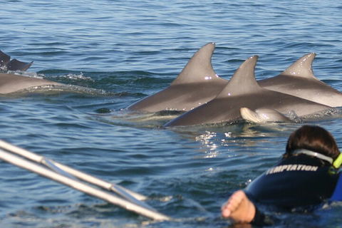 Dolphin Cruise From Adelaide With Optional Dolphin Swim - Holiday Adelaide 2
