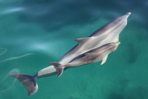 Dolphin Cruise From Adelaide With Optional Dolphin Swim - Holiday Adelaide 4