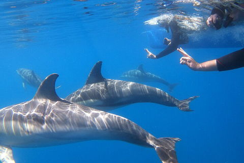 Dolphin Cruise From Adelaide With Optional Dolphin Swim - Holiday Adelaide 5
