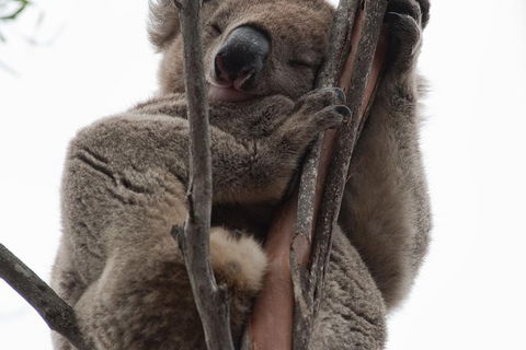 2-Day Kangaroo Island 4WD Small-Group Tour From Adelaide - Holiday Adelaide 0
