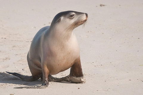 2-Day Kangaroo Island 4WD Small-Group Tour From Adelaide - Holiday Adelaide 4