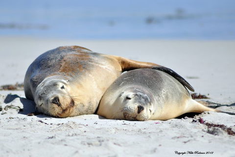 NEW TOUR - Kangaroo Island Road To Recovery Tour (1 Day/1 Night) - Holiday Adelaide 1