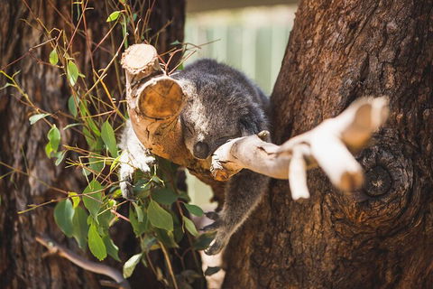Melbourne City Tour And Phillip Island In One Day - Holiday Adelaide 0