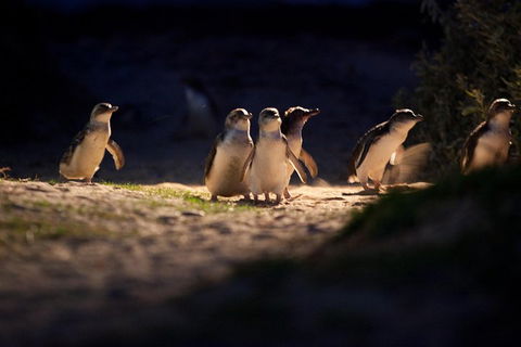 Melbourne City Tour And Phillip Island In One Day - Holiday Adelaide 4