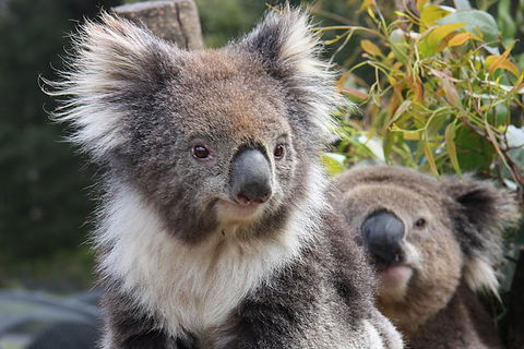 Kuranda Koala Gardens And Birdworld Admission Tickets - Holiday Adelaide 0