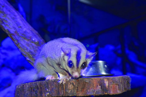 Kuranda Koala Gardens And Birdworld Admission Tickets - Holiday Adelaide 1