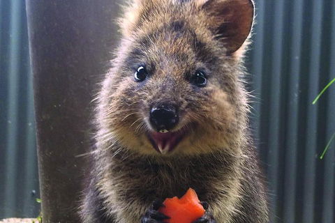 Kuranda Koala Gardens And Birdworld Admission Tickets - Holiday Adelaide 2