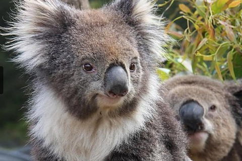 Kuranda Koala Gardens General Entry Ticket - Holiday Adelaide 1