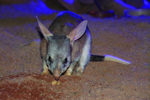 Kuranda Koala Gardens General Entry Ticket - Holiday Adelaide 3