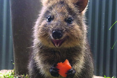 Kuranda Koala Gardens General Entry Ticket - Holiday Adelaide 5
