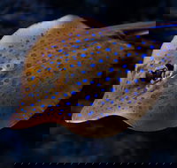 Cairns Aquarium Tour by Twilight with Drink and Appetiser - Holiday Adelaide
