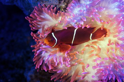 Cairns Aquarium Tour By Twilight With Drink And Appetiser - Holiday Adelaide 5