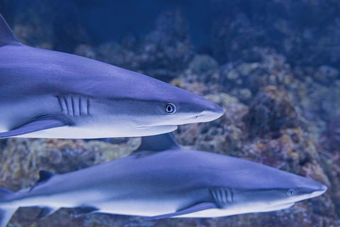Cairns Aquarium Dive With The Sharks - Holiday Adelaide 1