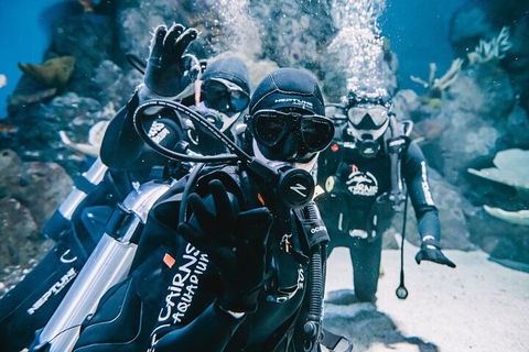 Cairns Aquarium Dive With The Sharks - Holiday Adelaide 3