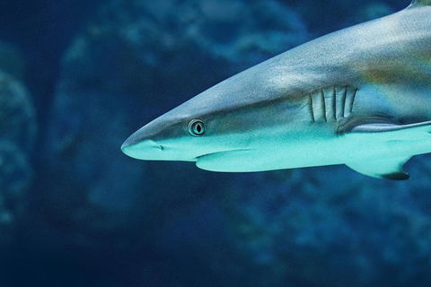 Cairns Aquarium Dive With The Sharks - Holiday Adelaide 5