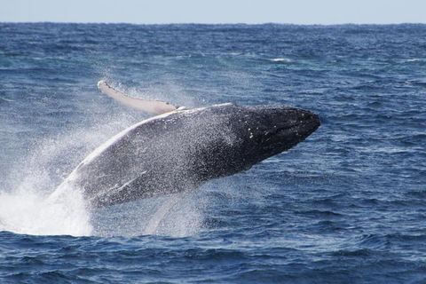Whale Watching By Sea World Cruises - Holiday Adelaide 0