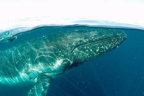 Whale Watching By Sea World Cruises - Holiday Adelaide 2