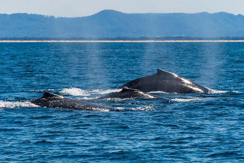 Whale Watching By Sea World Cruises - Holiday Adelaide 4