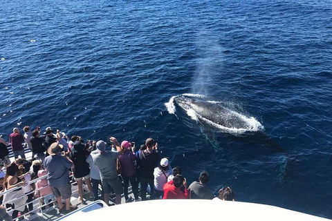 Whale Watching By Sea World Cruises - Holiday Adelaide 5