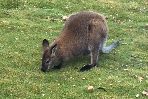 Cradle Mountain Day Tour From Launceston Including Lunch - Holiday Adelaide 5