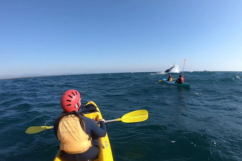 Kayaking With Dolphins In Byron Bay Guided Tour - Holiday Adelaide 3
