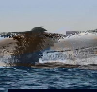 Sydney Whale-Watching Cruise Including Lunch or Breakfast - Holiday Adelaide
