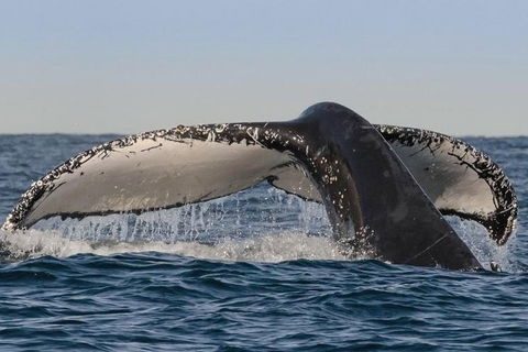 Sydney Whale-Watching Cruise Including Lunch Or Breakfast - Holiday Adelaide 0