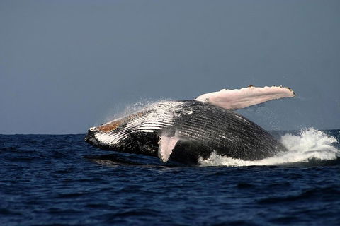 Sydney Whale-Watching Cruise Including Lunch Or Breakfast - Holiday Adelaide 1