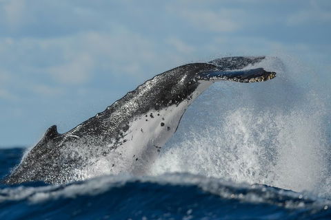 Sydney Whale-Watching Cruise Including Lunch Or Breakfast - Holiday Adelaide 4