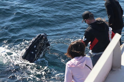 Sydney Whale-Watching Cruise Including Lunch Or Breakfast - Holiday Adelaide 5