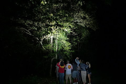 Atherton Tablelands Rain Forest By Night From Cairns - Holiday Adelaide 2