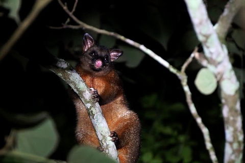 Atherton Tablelands Rain Forest By Night From Cairns - Holiday Adelaide 4