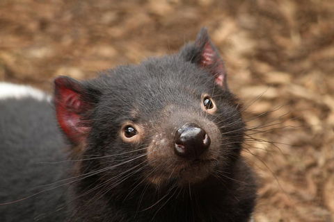 Day Tour In Mt. Field, Mt. Wellington, Bonorong Wildlife Sanctuary And Richmond - Holiday Adelaide 4