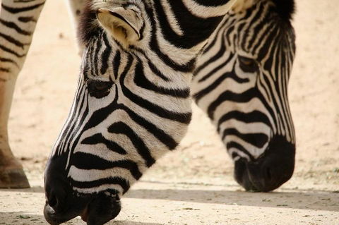 Melbourne Zoo General Entry Ticket - Holiday Adelaide 1
