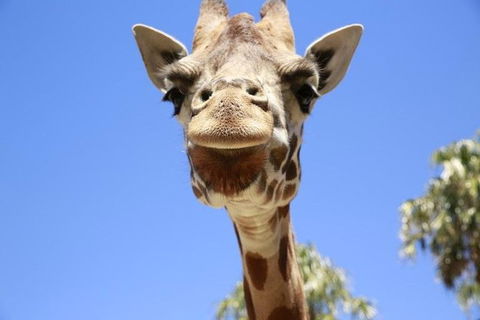 Melbourne Zoo General Entry Ticket - Holiday Adelaide 2