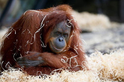 Melbourne Zoo General Entry Ticket - Holiday Adelaide 3