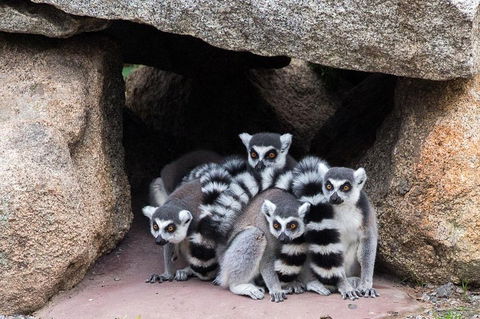 Melbourne Zoo General Entry Ticket - Holiday Adelaide 4