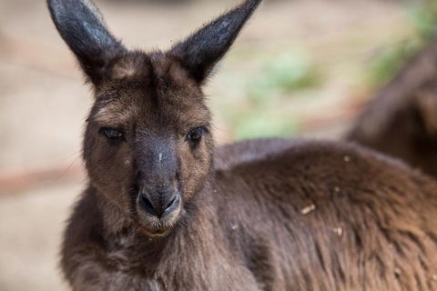 Australian Wildlife Tour At Melbourne Zoo Ticket - Holiday Adelaide 0