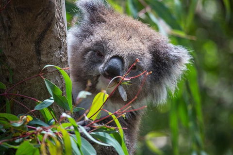 Australian Wildlife Tour At Melbourne Zoo Ticket - Holiday Adelaide 1