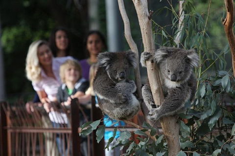 Australian Wildlife Tour At Melbourne Zoo Ticket - Holiday Adelaide 2