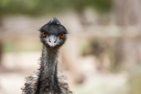 Australian Wildlife Tour At Melbourne Zoo Ticket - Holiday Adelaide 3