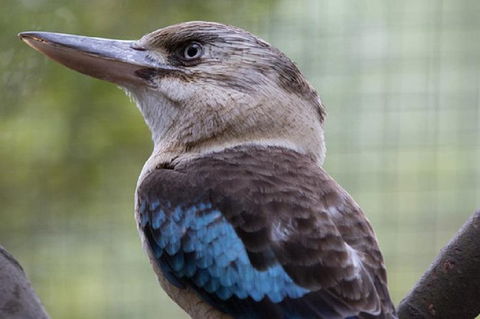 Australian Wildlife Tour At Melbourne Zoo Ticket - Holiday Adelaide 4