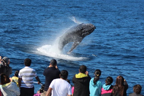 Tangalooma Island Resort Whale Watching Day Cruise With Dolphin Viewing - Holiday Adelaide 1