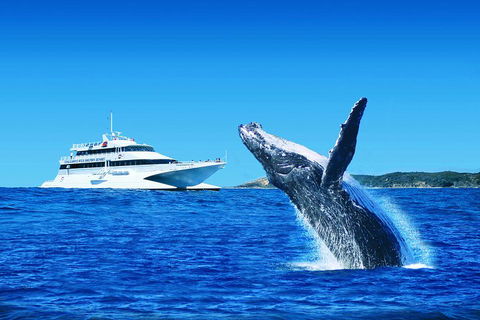 Tangalooma Island Resort Whale Watching Day Cruise With Dolphin Viewing - Holiday Adelaide 2